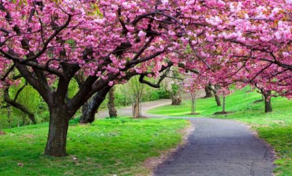 Kebun raya cibodas sakura bogor kabupaten cianjur jawa barat wisata camping ground puncak villa di dalam hotel dekat sejarah cipanas gambar misteri foto lipi regency west java jalan rute ke dari jakarta mitos wisma tamu penginapan photo map peta lokasi taman letak geografis kecamatan sub district tiket masuk adalah tempat untuk melestarikan dimana bunga alamat ditutup apa titik-titik terancam punah ada aja air terjun angker akses buka jam berapa bandung bangkai berada indonesia fasilitas stasiun bekasi terletak tempo dulu email guest house eucalyptus facebook fungsi fauna lomba fotografi garden google tarif harga htm hari jadi itu info isi informasi