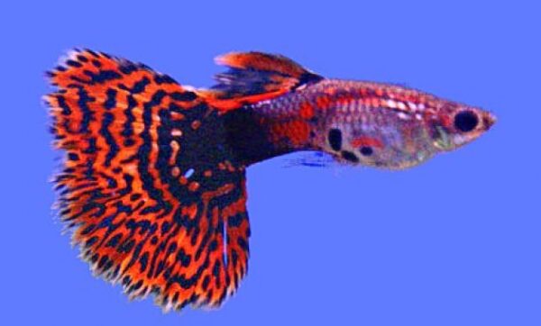 Ikan guppy termahal jenis harga hias di dunia gambar 2021 daftar dan harganya november malaysia tercantik anak indonesia yang mahal foto ph impor import koi lihat nama paling poto video terlaris terindah terlangka