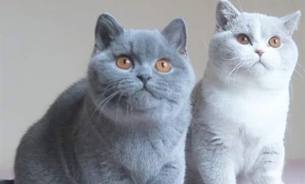 Jual kucing di bali persia kandang makanan hutan bengal anggora british shorthair beli maine coon murah yang terdekat munchkin peaknose tempat info perlengkapan pasir anak daun kumis scottish fold himalaya siam sphynx