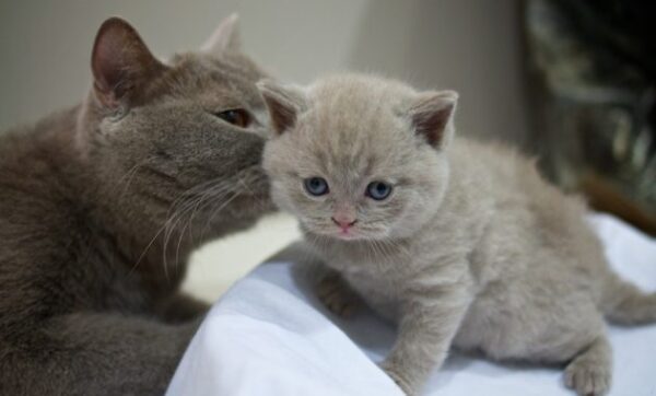 Jual kucing samarinda yang kandang persia makanan hutan di second anggora beli toko daerah sampit terdekat penjual olx munchkin tempat info scottish fold bekas bengal british shorthair boneka sangatta marketplace